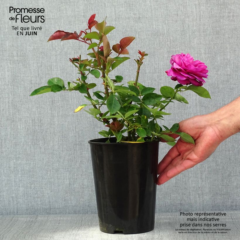 Rosa Heidi Klum (Standard Rose) sample as delivered in spring