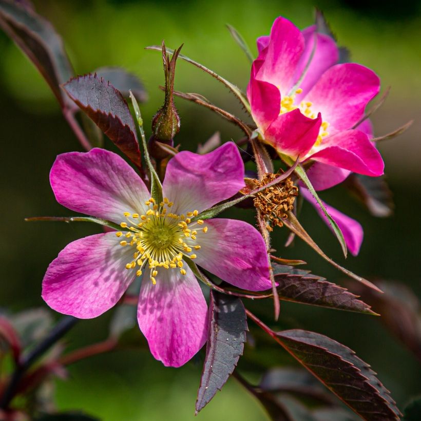 Rosa glauca Rubrifolia - Gallic Rose (Flowering)