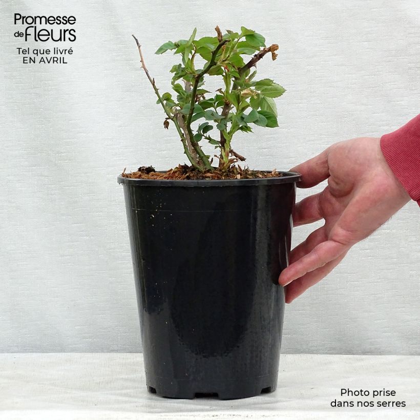 Rosa 'Alchymist' 4L/5L pot sample as delivered in spring