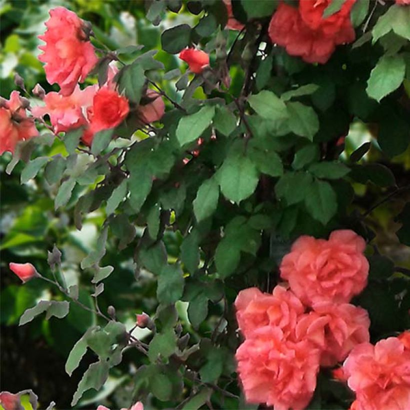 Rosa  'Alibaba' Chewalibaba - Climbing Rose (Foliage)