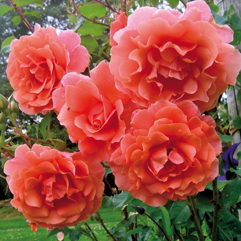 Rosa  'Alibaba' Chewalibaba - Climbing Rose (Flowering)