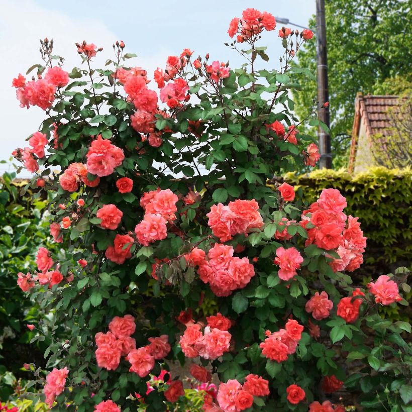 Rosa  'Alibaba' Chewalibaba - Climbing Rose (Plant habit)
