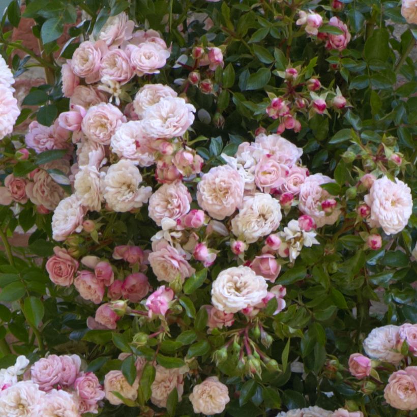 Rosa Starlet Rose 'Alina' - Climbing Rose (Flowering)