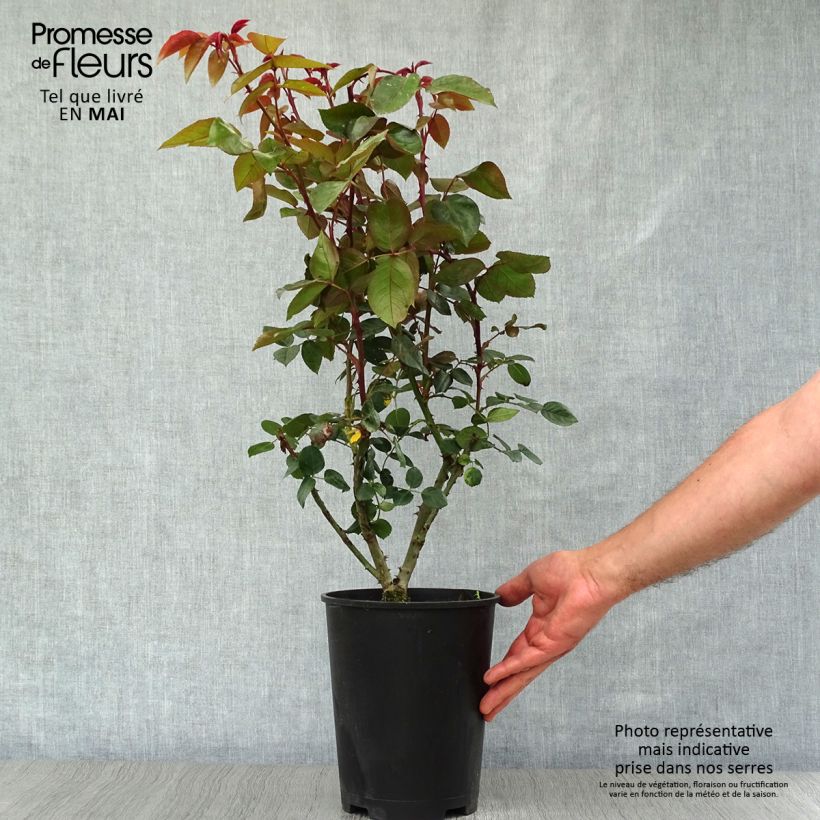 Rosa Compassion 4L/5L pot sample as delivered in spring