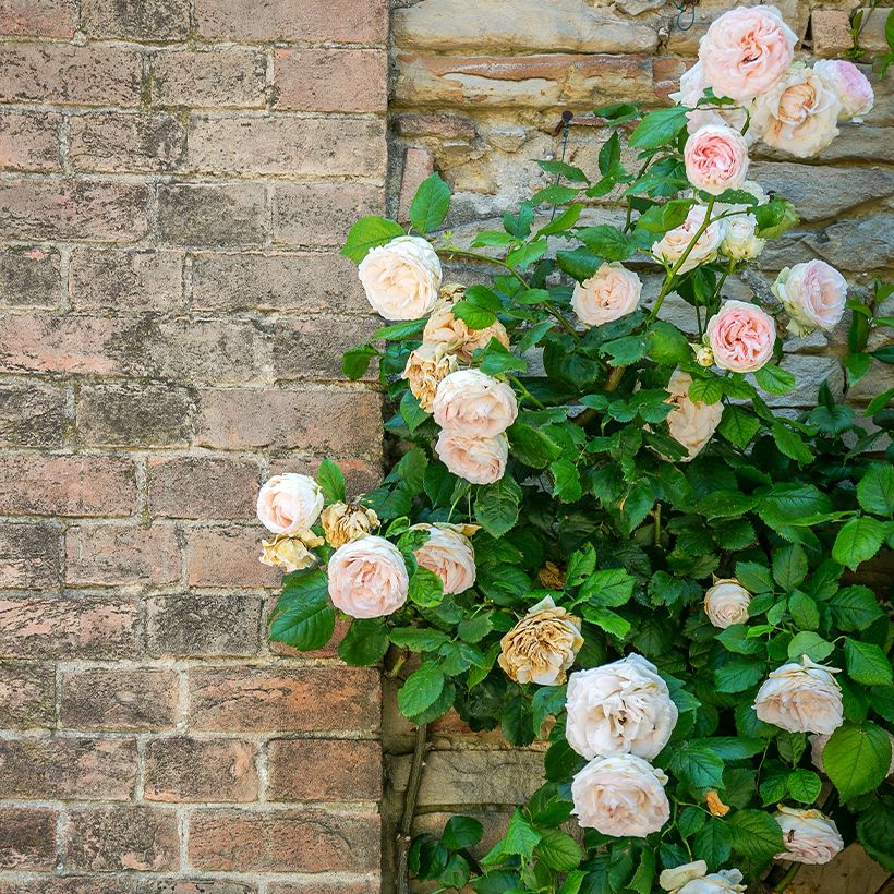 Rosa Blush Noisette - Climbing Rose (Plant habit)
