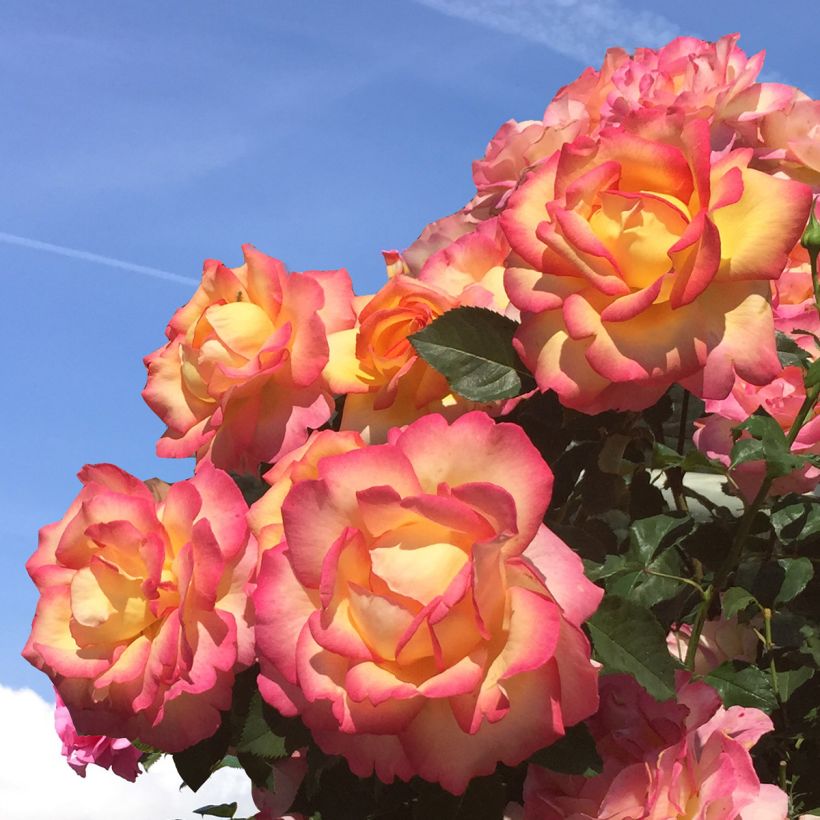 Rosa Boheme - Climbing Rose (Flowering)
