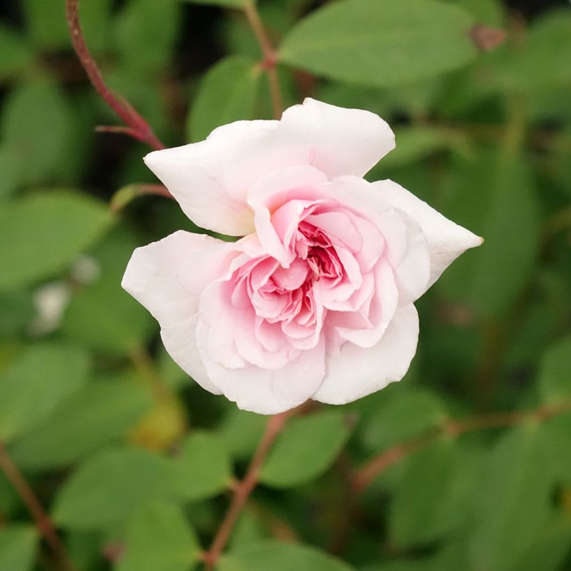 Rosa x polyantha 'Cecile Brunner' (Flowering)