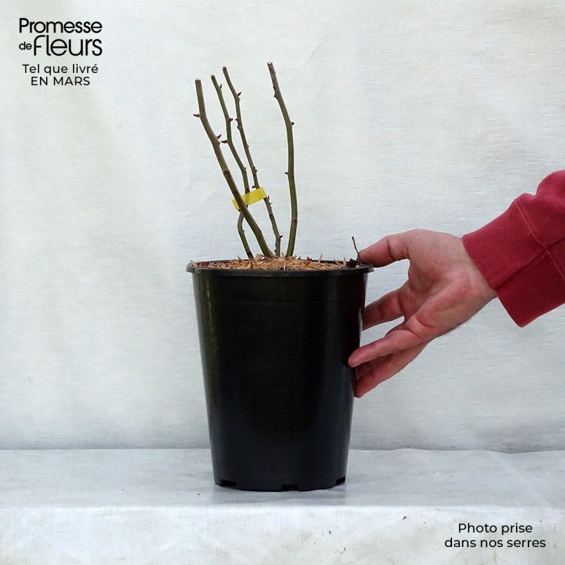 Rosa x polyantha 'Cecile Brunner' 4L/5L pot sample as delivered in spring