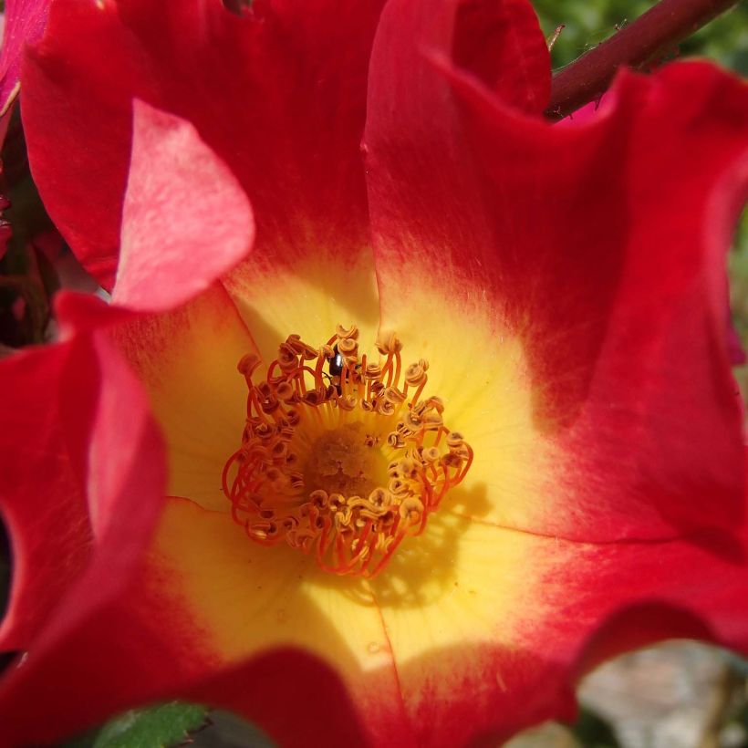 Rosa 'Cocktail' - Climbing Rose (Flowering)