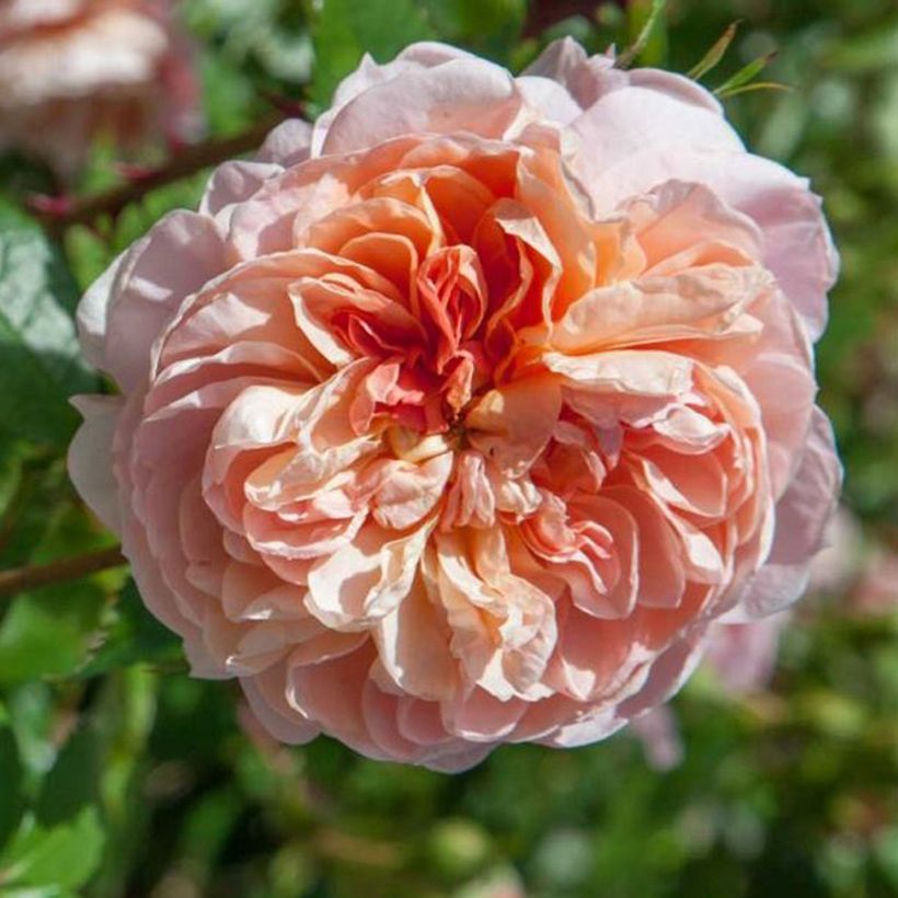 Rosa 'Colette' - Shrub or Climbing Rose (Flowering)