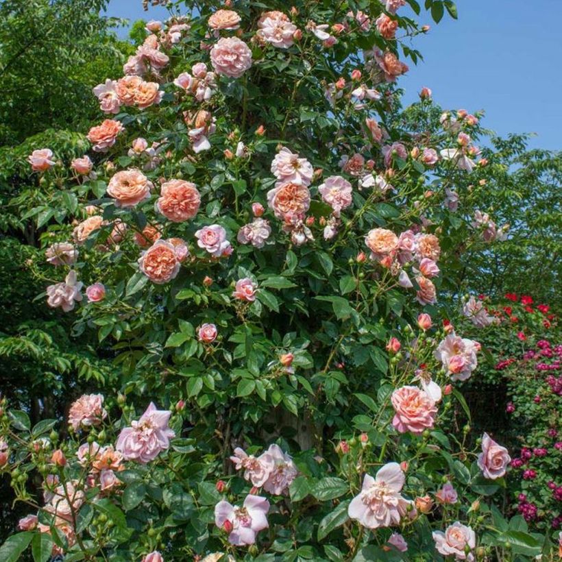 Rosa 'Colette' - Shrub or Climbing Rose (Plant habit)