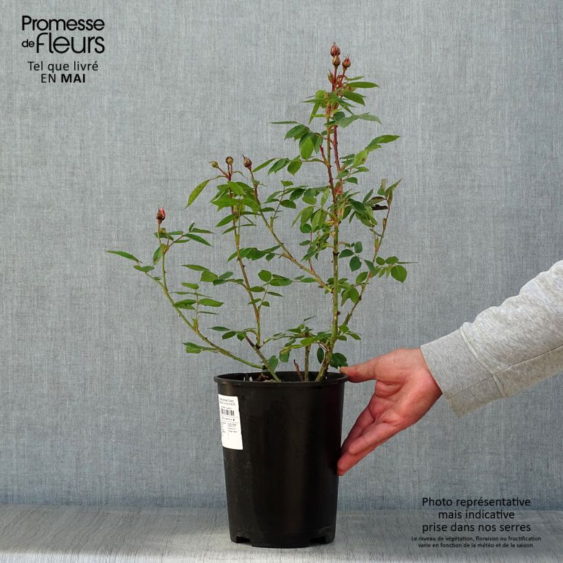 Rosa 'Colette' - Shrub or Climbing Rose 4L/5L pot sample as delivered in spring