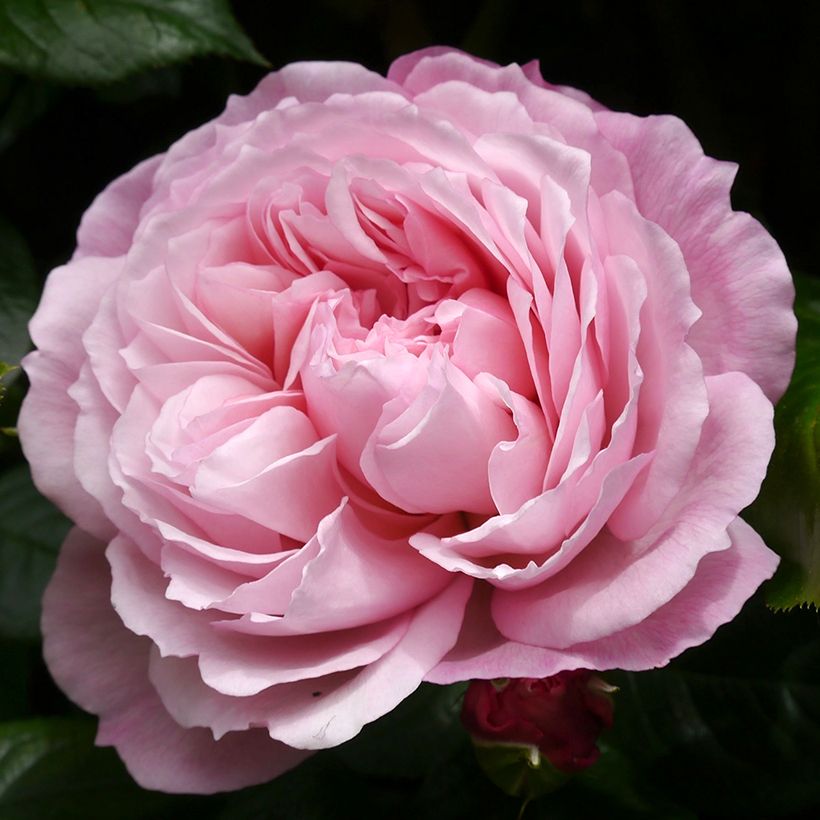 Rosa 'The Generous Gardener' - English Climbing Rose (Flowering)