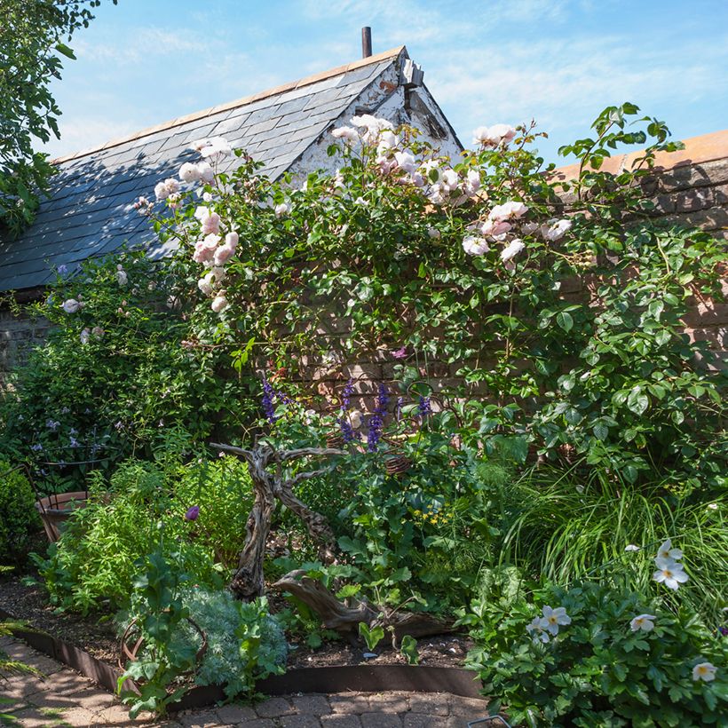 Rosa 'The Generous Gardener' - English Climbing Rose (Plant habit)