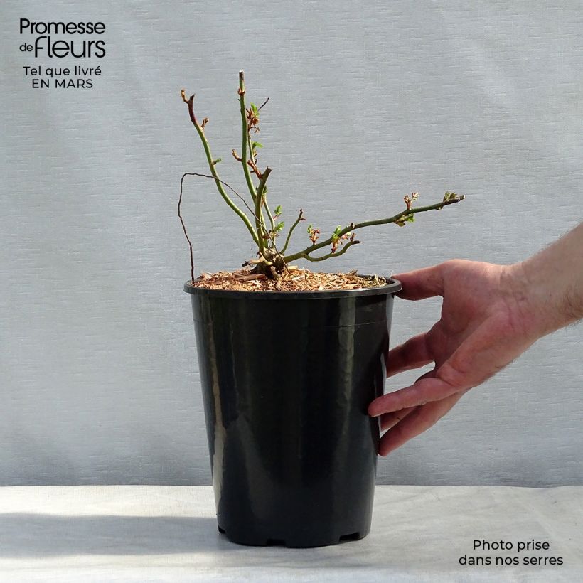 Rosa x wichuraiana 'Dorothy Perkins' 4L/5L pot sample as delivered in spring