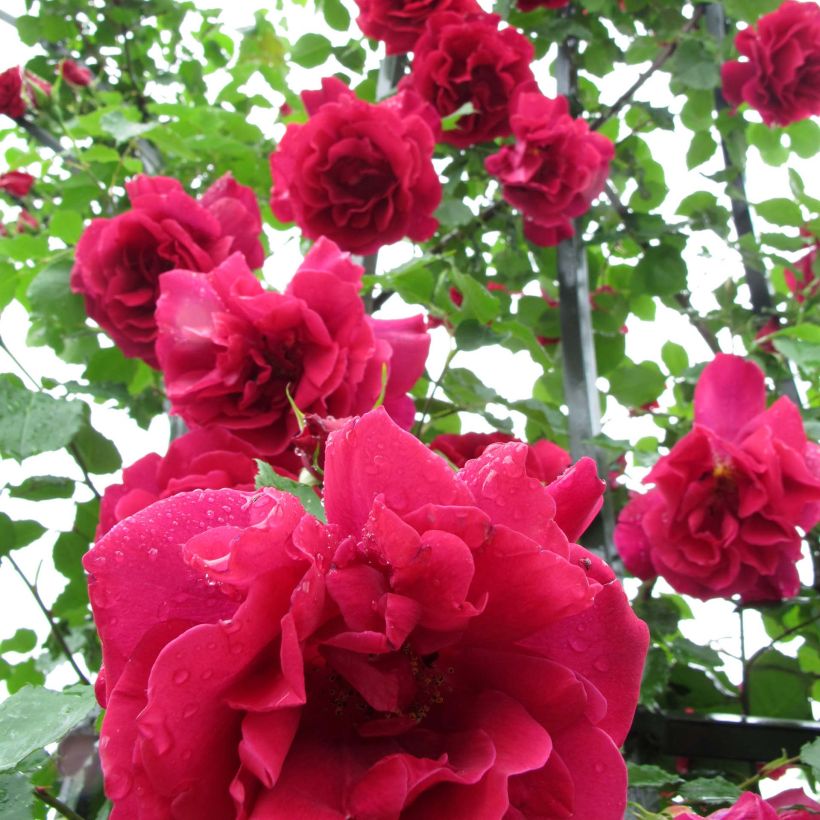 Rosa 'Etoile de Hollande' - Climbing Rose (Flowering)