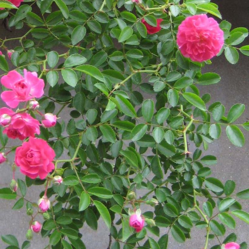 Rosa x wichuraiana 'Excelsa' (Foliage)