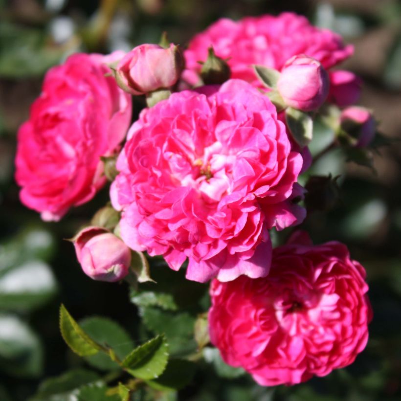 Rosa x wichuraiana 'Excelsa' (Flowering)