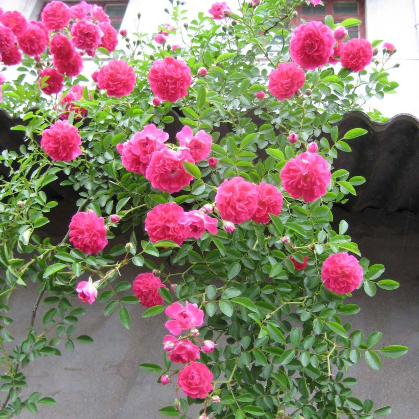 Rosa x wichuraiana 'Excelsa' (Plant habit)