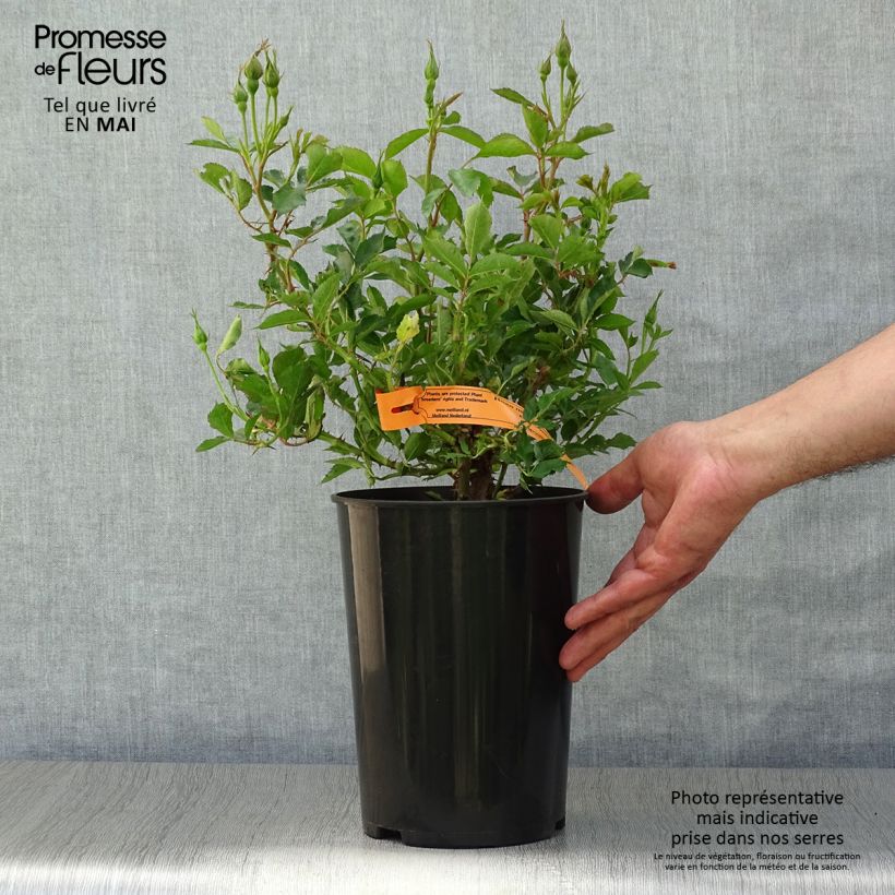 Rosa 'Eyeconic' - Climbing Rose 4L/5L pot sample as delivered in spring