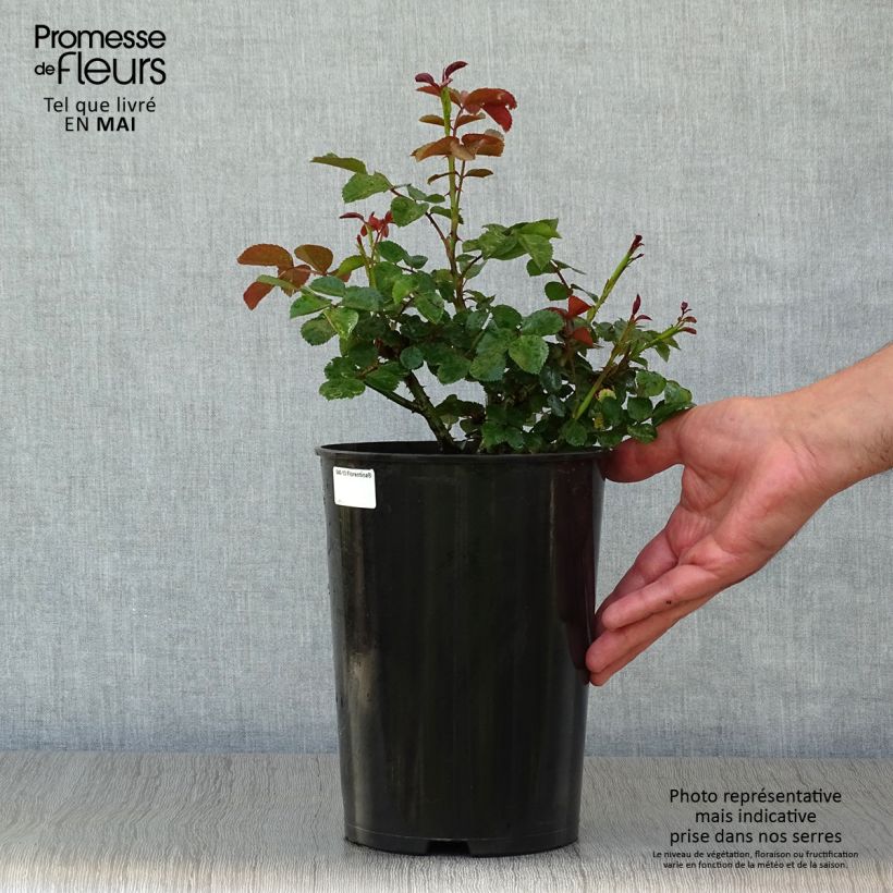 Rosa 'Florentina' - Climbing Rose 4L/5L pot sample as delivered in spring