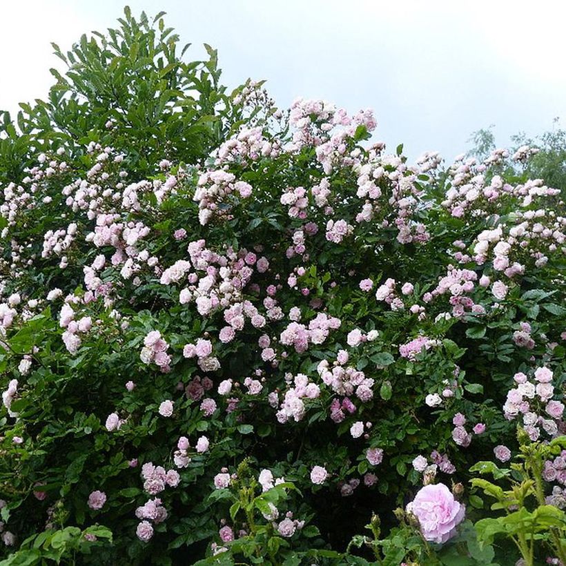 Rosa Frau Eva Schubert - Climbing Rose (Plant habit)