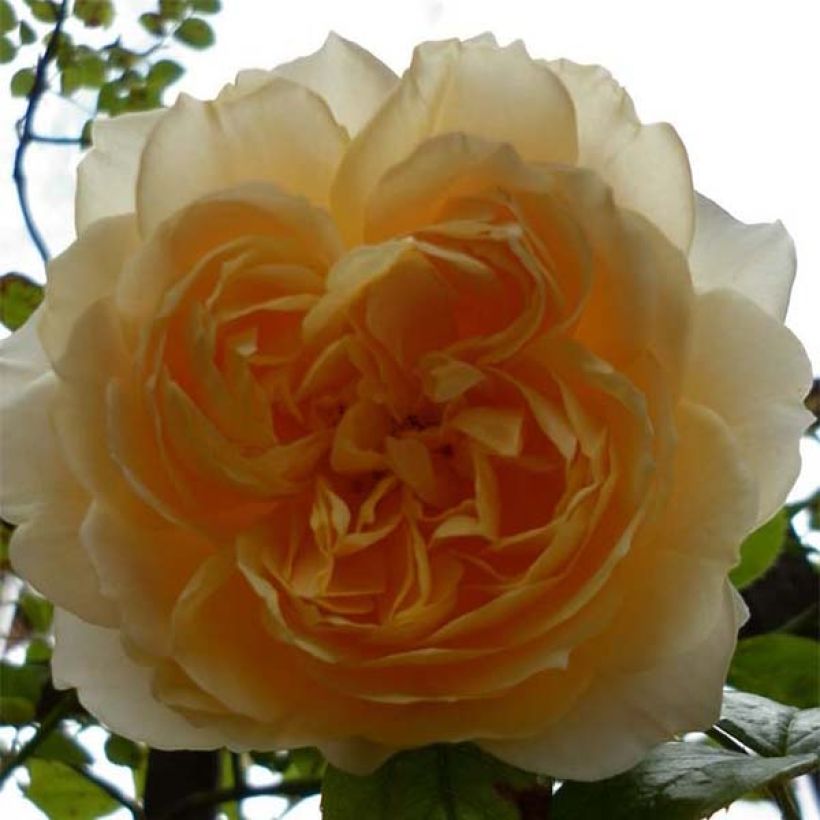 Rosa 'Ginger Syllabub' (Flowering)