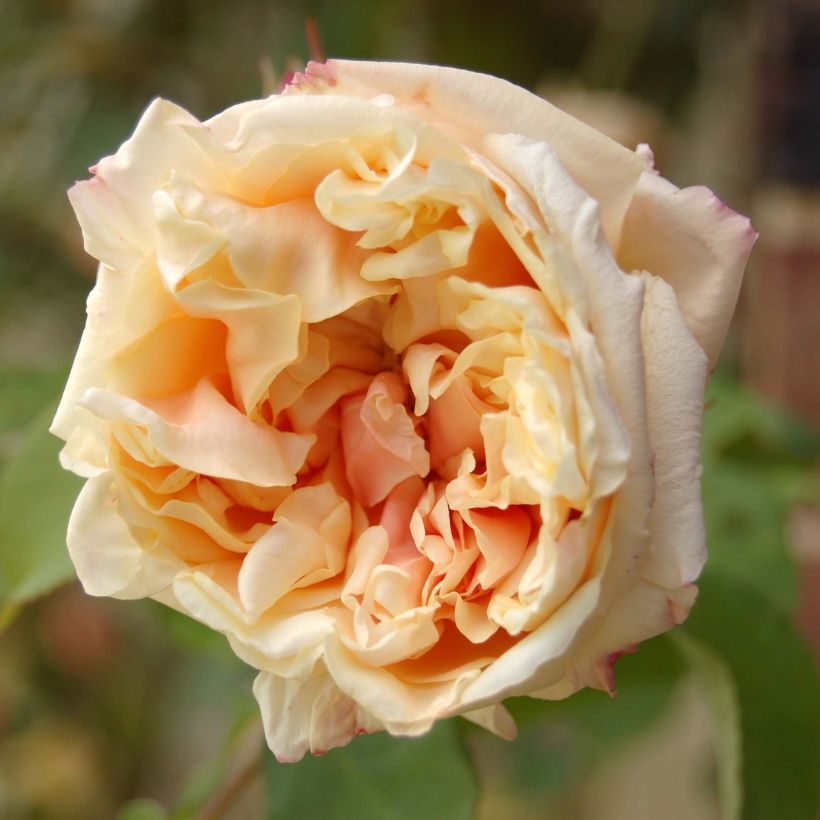 Rosa 'Gloire de Dijon' (Flowering)