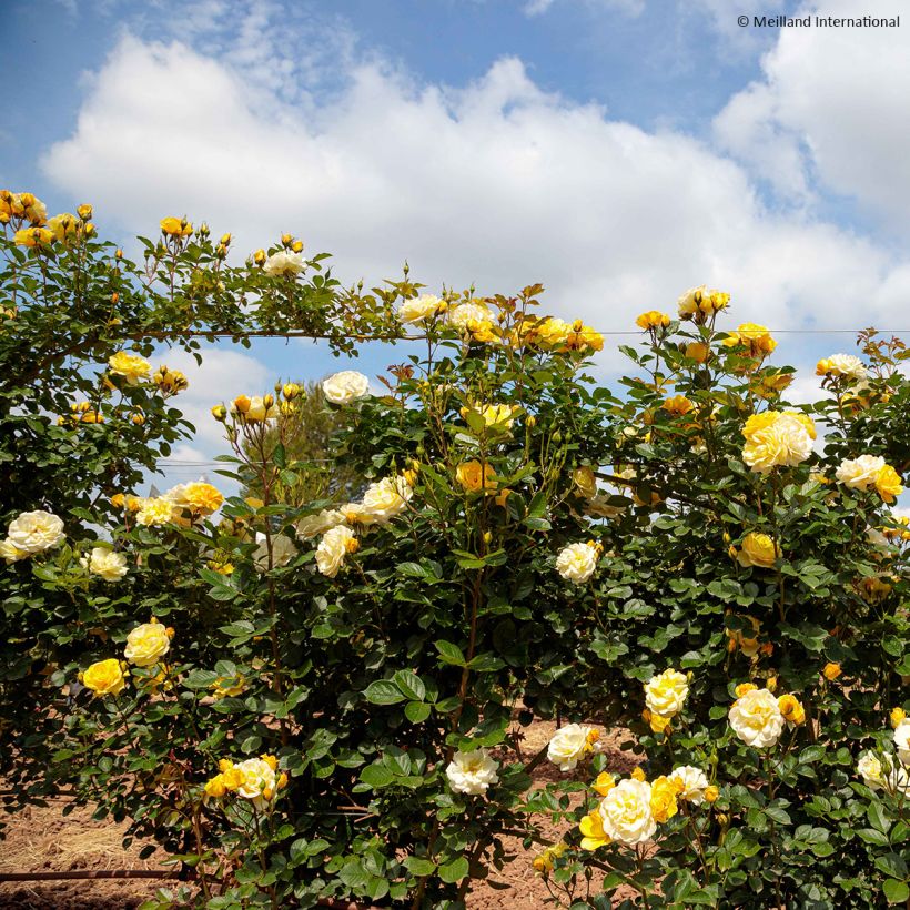 Rosa 'Golden Pareo' - Climbing Rose (Plant habit)