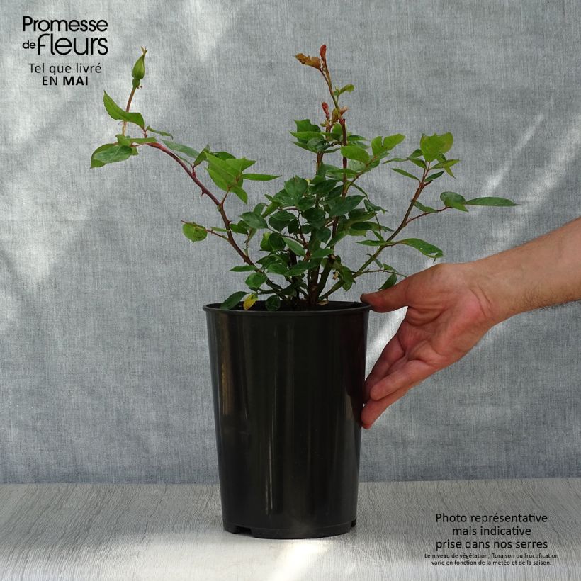 Rosa 'Golden Showers' 4L/5L pot sample as delivered in spring