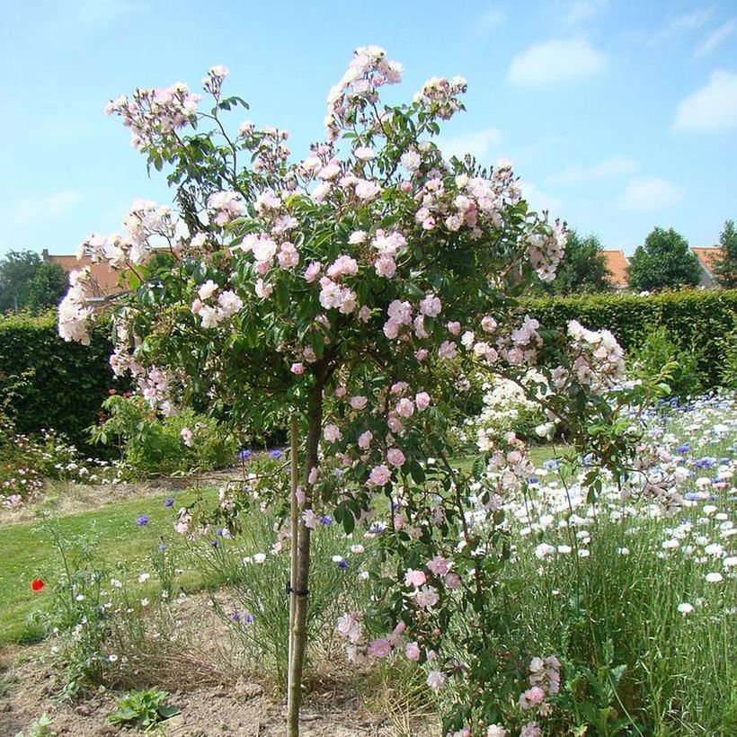 Climbing rose 'Garland' (Plant habit)