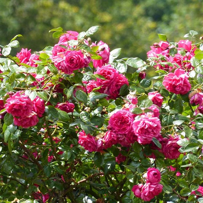 Rosa 'Laguna' - Klettermaxe Climbing Rose (Flowering)