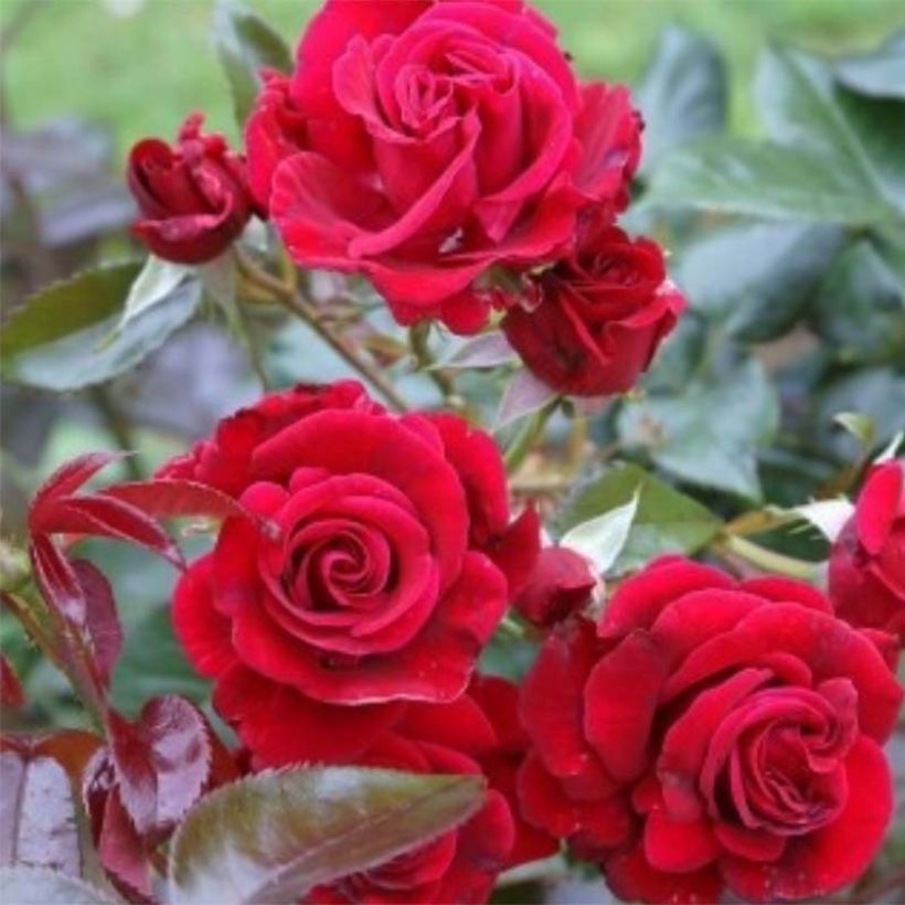 Rosa Le Grand Huit - Climbing Rose (Flowering)