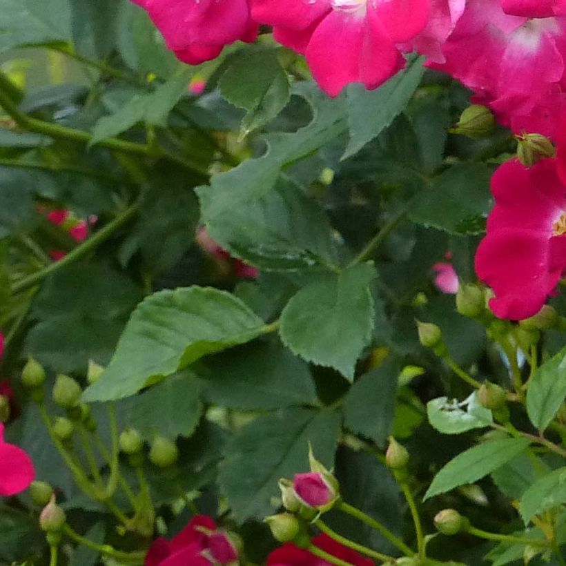 Rosa 'Libertas' (Foliage)