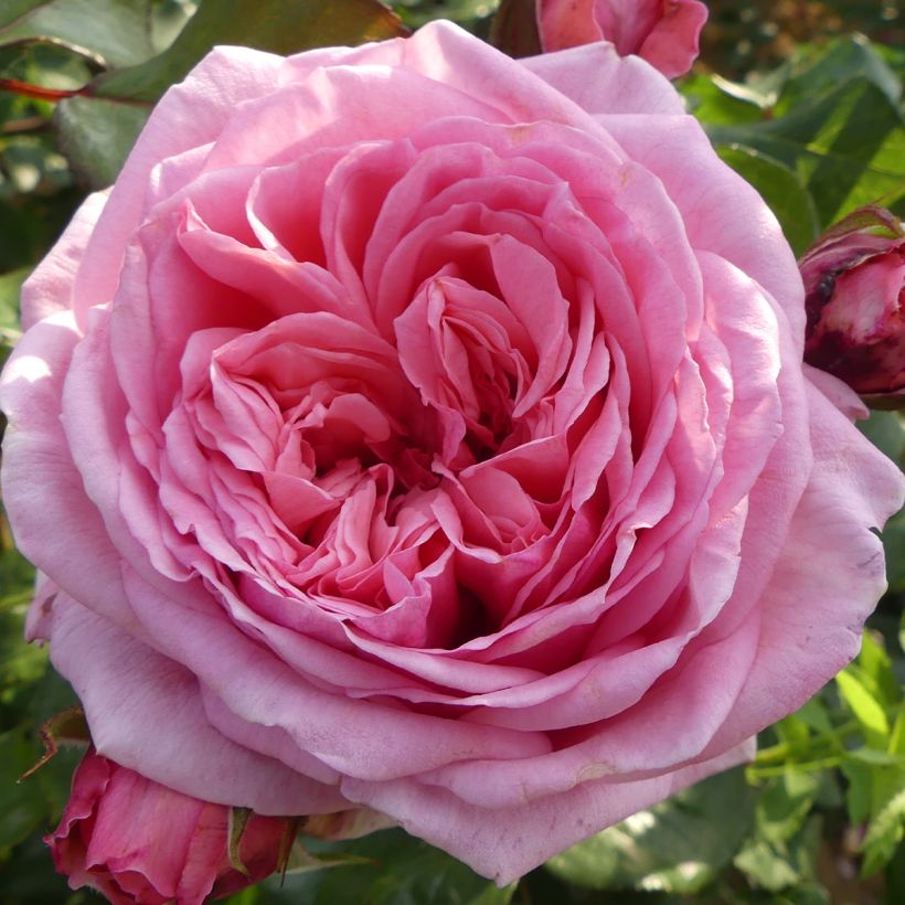 Rosa 'Long Island' - Climbing Rose (Flowering)