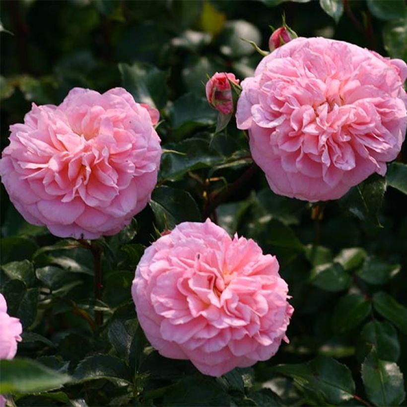 Rosa x wichuraiana 'May Queen' (Flowering)