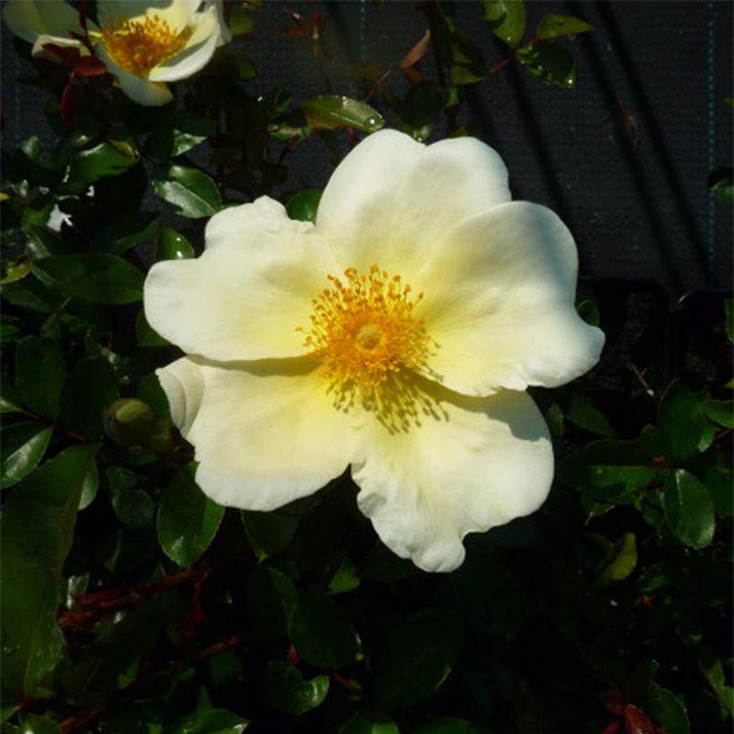 Rosa x bracteata 'Mermaid' - Climbing Rose (Flowering)