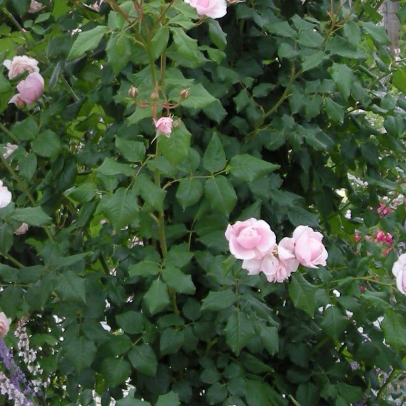 Rosa x grimpant 'Nahéma' - Climbing Rose (Foliage)