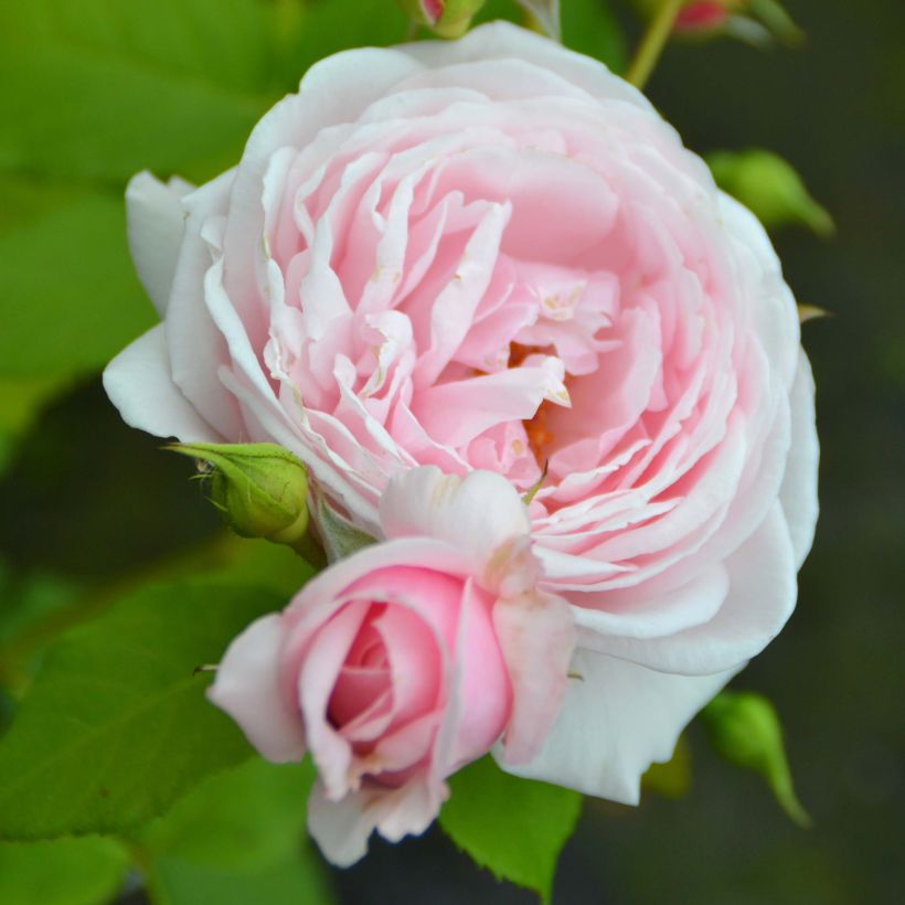 Rosa x grimpant 'Nahéma' - Climbing Rose (Flowering)