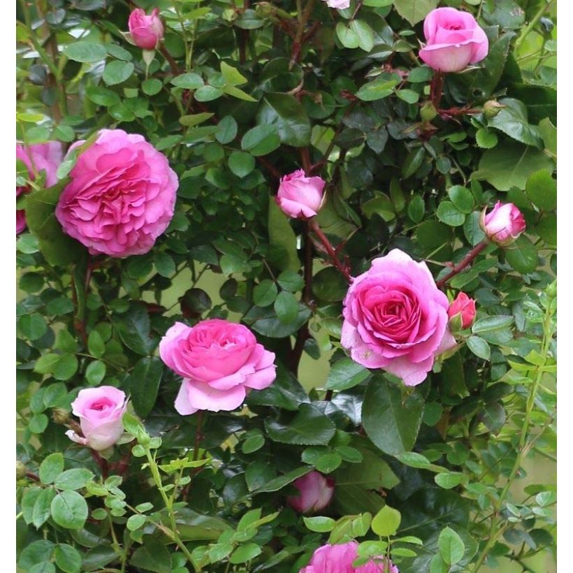 Rosa Ozeana - Climbing Rose (Flowering)