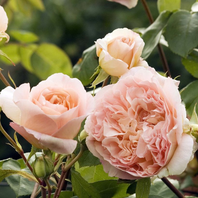 Rosa x grimpant 'Papi Delbard' - Climbing Rose (Flowering)