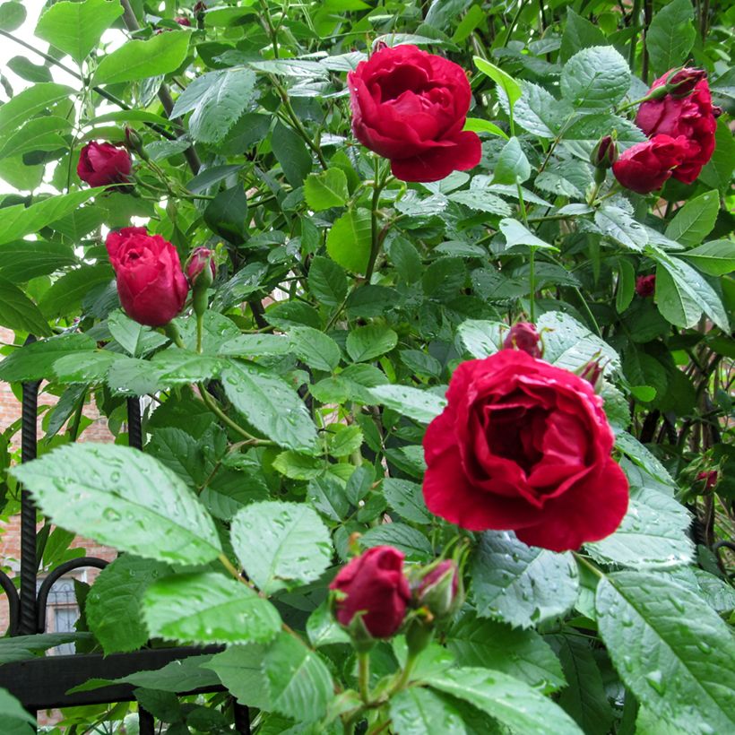 Rosa Pauls Scarlet Climber (Foliage)
