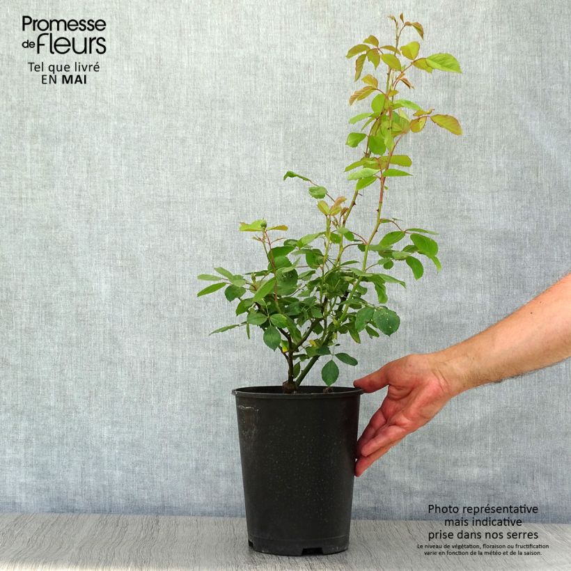 Rosa Pauls Scarlet Climber 4L/5L pot sample as delivered in spring