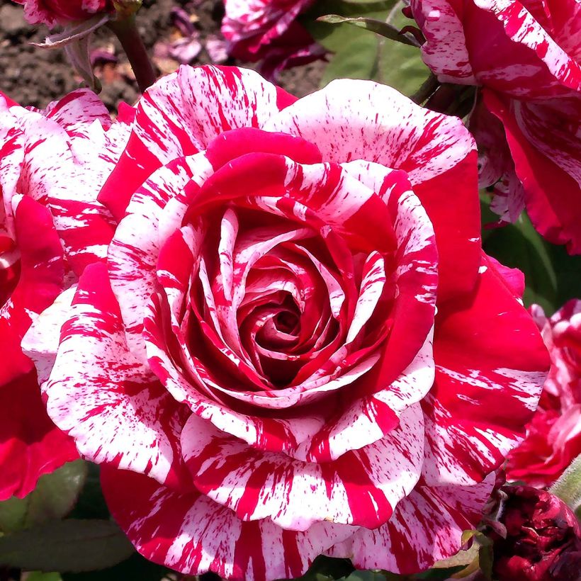 Rosa 'Pirate' - Climbing Rose (Flowering)