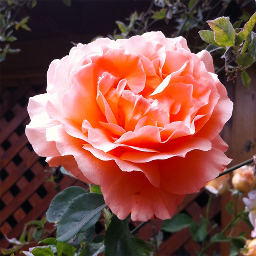 Rosa  Polka - Climbing Rose (Flowering)