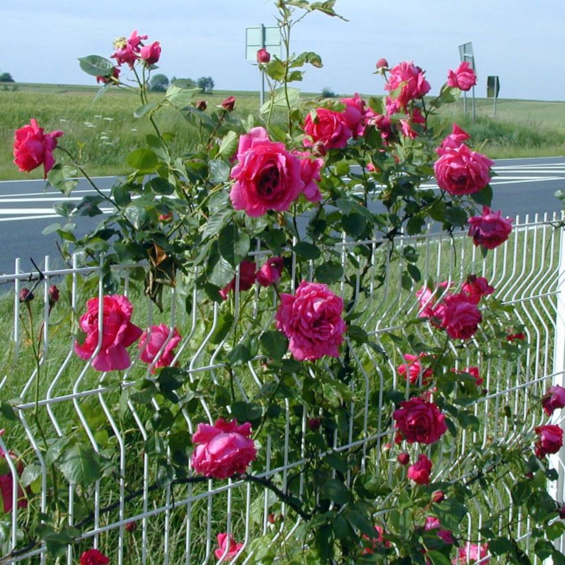 Rosa 'Roi de Siam' - Climbing Rose (Plant habit)