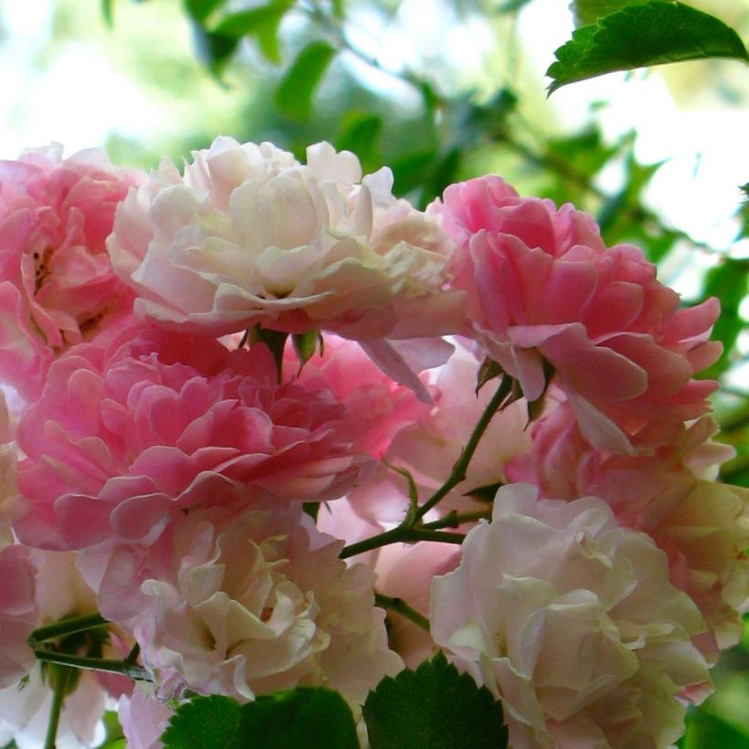Rosa x multiflora 'Seven Sisters Rose' (Flowering)