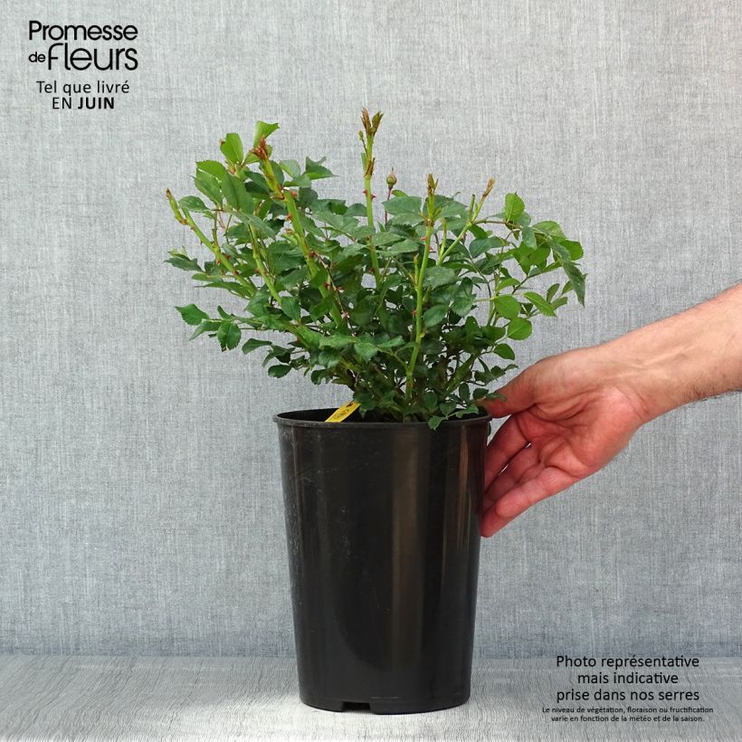 Rosa 'Crimson Siluetta' - Climbing Rose 4L/5L pot sample as delivered in spring