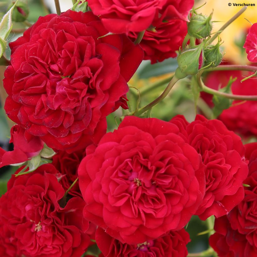 Rosa 'Crimson Siluetta' - Climbing Rose (Flowering)