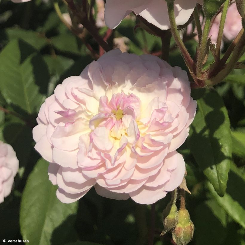 Rosa 'Romantic Siluetta' - Climbing Rose (Flowering)